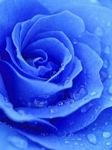 pic for blue rose
